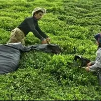  ابلاغ قیمت خرید تضمینی برگ سبز چای