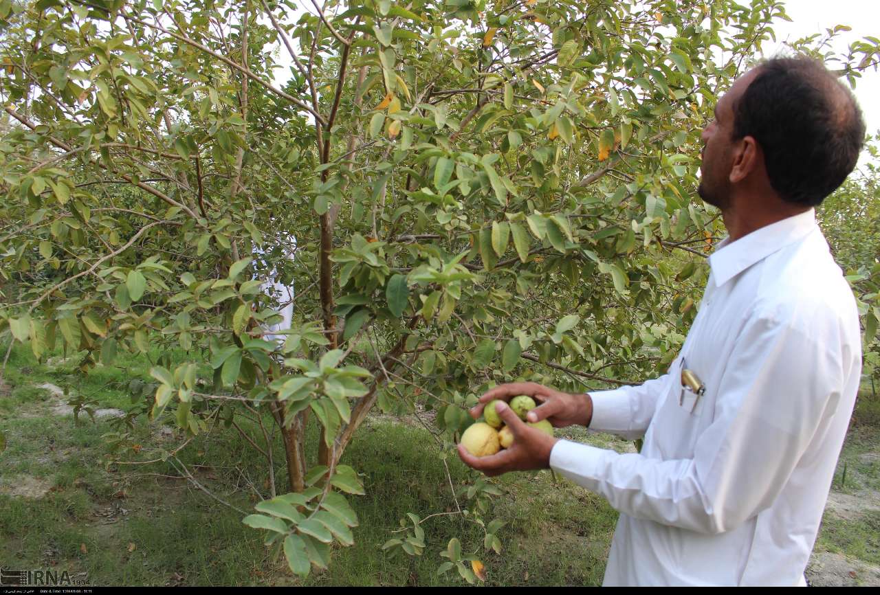 حدود چهار هزار تن میوه گرمسیری گواوا در سیستان و بلوچستان برداشت شد