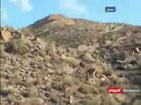 مشاهده یک قلاده پلنگ در ذخیره‌گاه توران