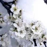 کاهش ۱۰ تا ۱۵ درجه ای دما در گیلان