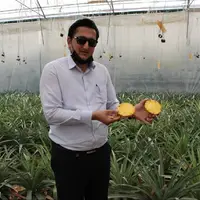 برداشت آناناس در شهرستان داراب آغاز شد