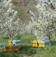 تلفات در برخی از زنبورستان‌های اسدآباد