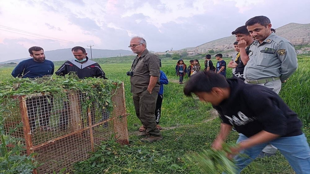پلنگ سرگردان در روستای طلاور باغملک به خانه بازگشت