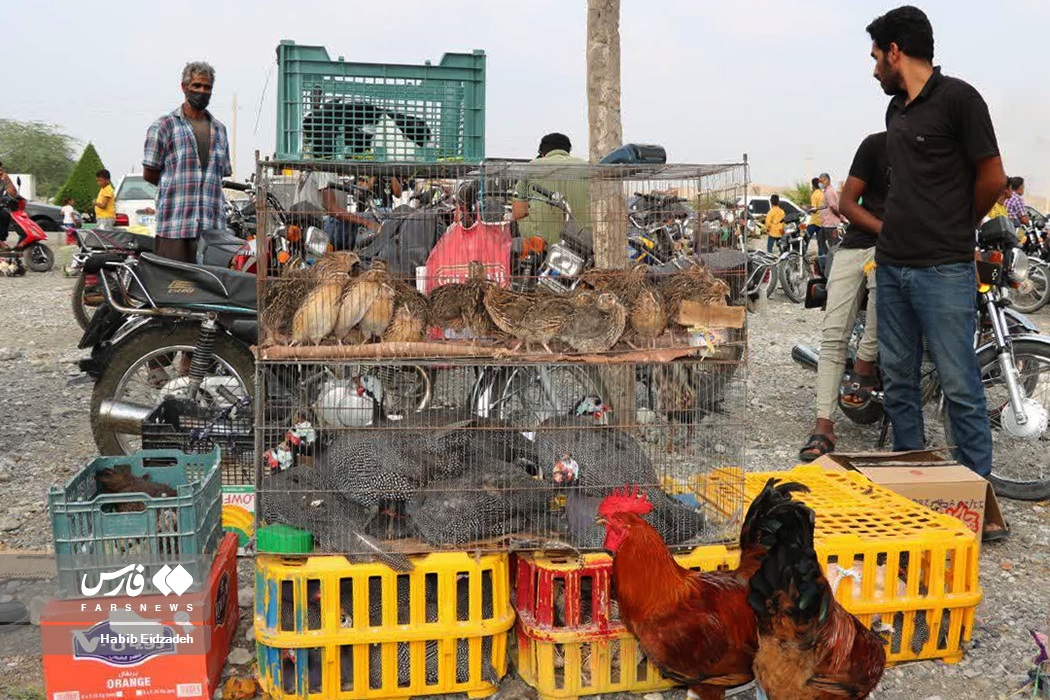 عکس/ پنجشنبه بازار «میناب»