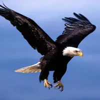 شکار یک بزغاله توسط عقاب