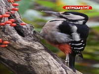 صحنه ای زیبا از دارکوب خالدار در طبیعت