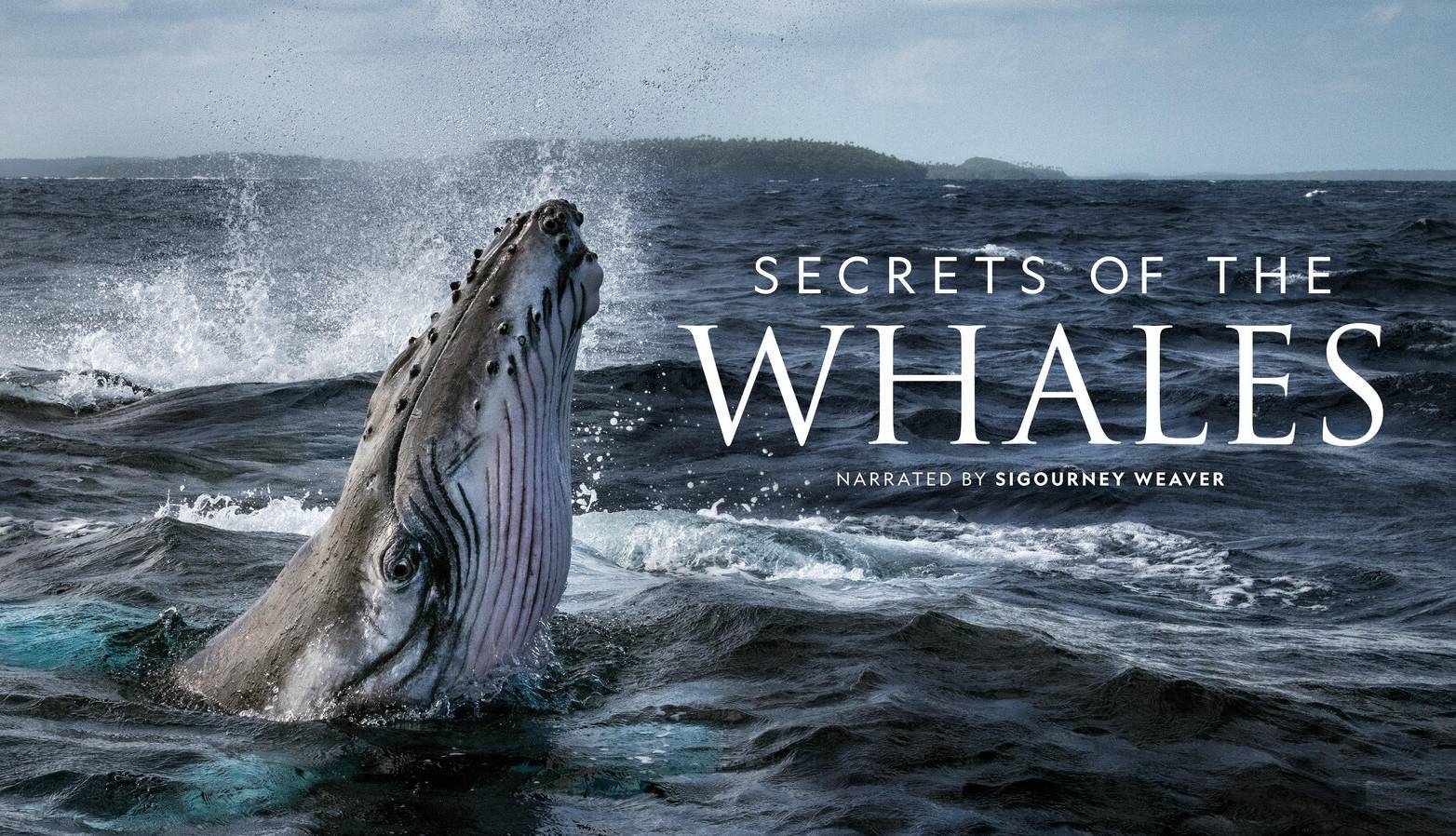 «اسرار نهنگ‌ها»؛ مستندی خیره‌کننده از اعماق اقیانوس