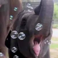 فیلمی دیدنی از حباب‌بازی یک بچه فیل