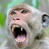 زندگی عجیب و سخت میمون ها با ناپدری!