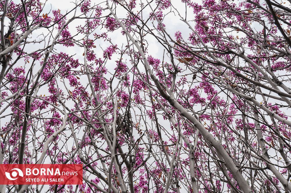 حال و هوای تهران در ۱۱ فروردین