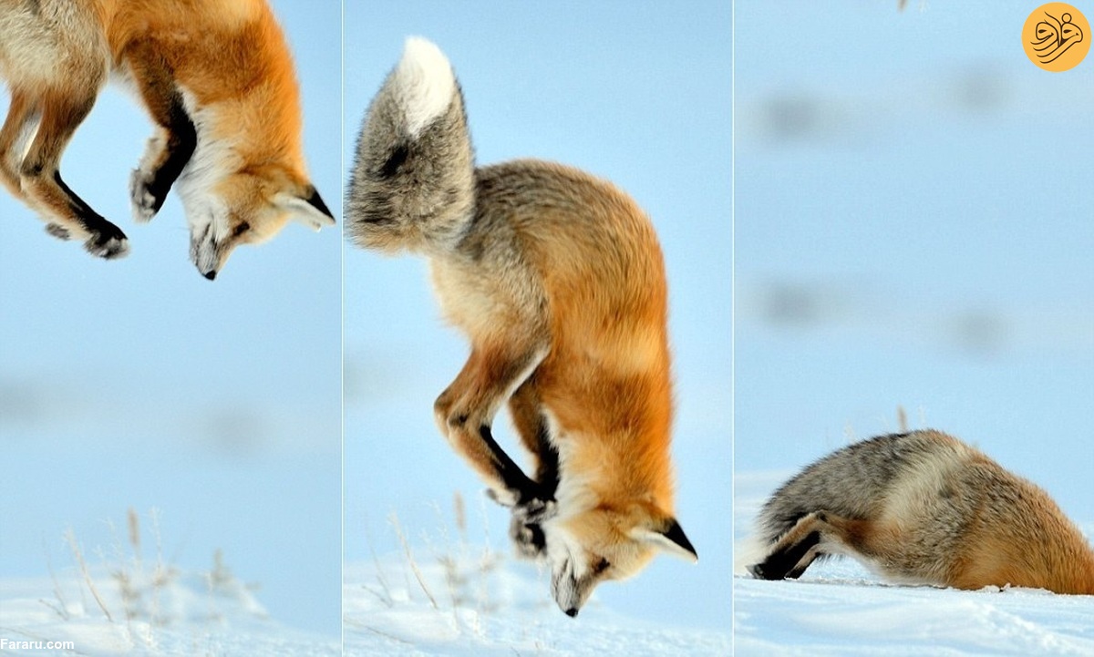  شیرجه زدن روباه قرمز در برف برای شکار موش