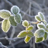 سرمای هوا در همدان ماندگار است