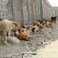 وقوع ۲۴۹۱ مورد حیوان‌گزیدگی در جنوب سیستان و بلوچستان