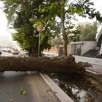 سقوط ۸ اصله درخت بر اثر وزش باد در اصفهان
