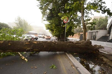سقوط ۸ اصله درخت بر اثر وزش باد در اصفهان