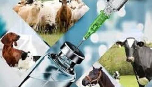 خبر بد برای دامپزشکان از طرف هوش مصنوعی ChatGPT