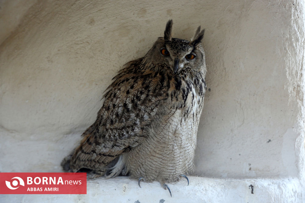 تصاویری از باغ وحش شیراز