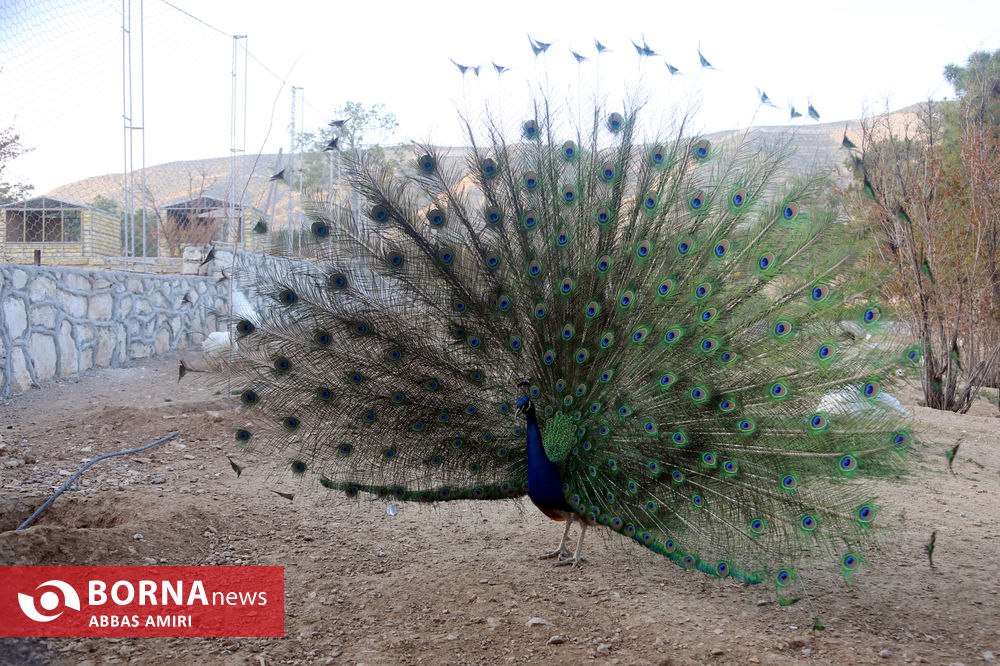 تصاویری از باغ وحش شیراز