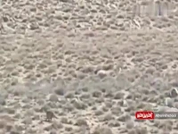 مشاهده 2 قلاده پلنگ ایرانی در دیباج