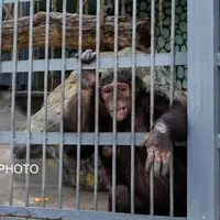 عاقبت شامپانزه‌های باغ وحش ارم چه شد؟