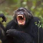 علاقه شگفت انگیز شامپانزه ها به گوشت