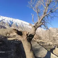 قلع‌وقمع جنگل‌های بلوط دیشموک در سایه بی‌توجهی