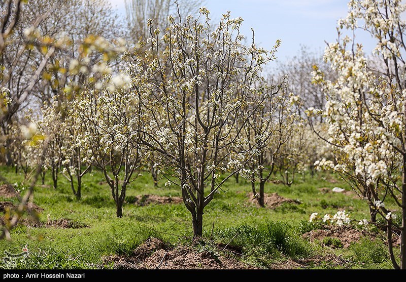 شکوفه های بهاری در قزوین