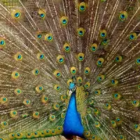 نبرد سهمگین خروس و طاووس