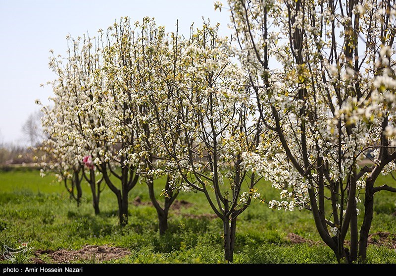 شکوفه های بهاری در قزوین