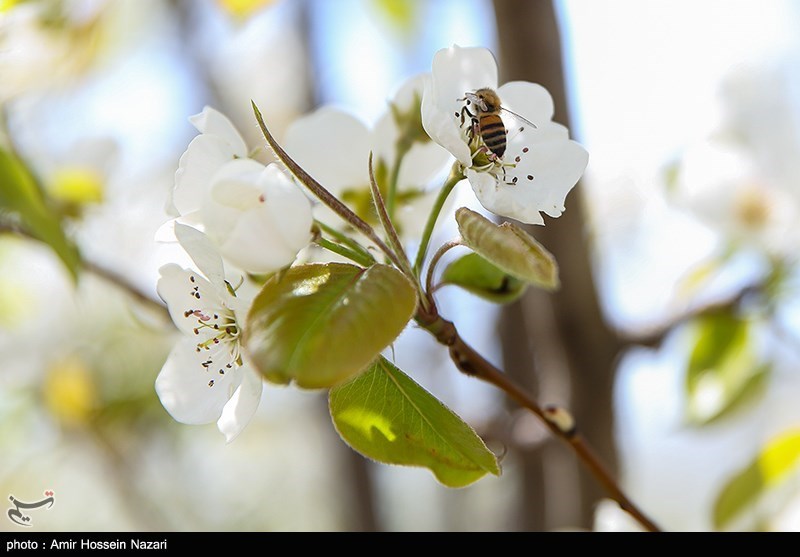 شکوفه های بهاری در قزوین