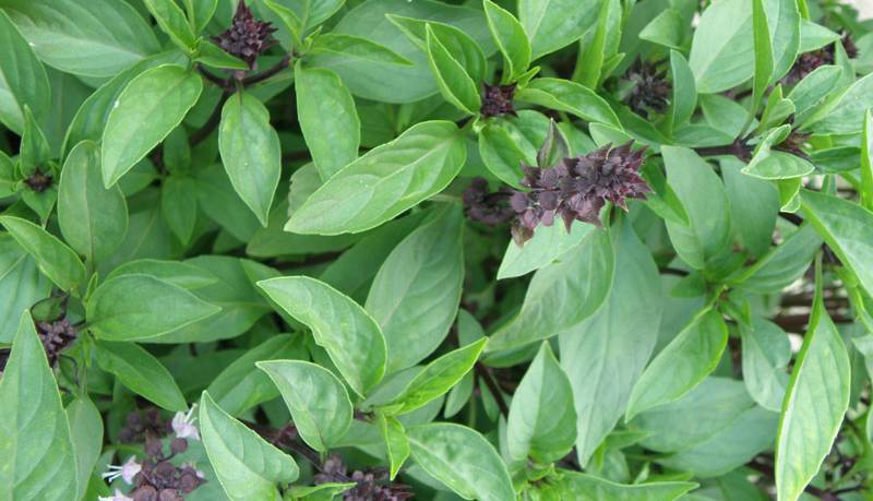 سبزی معطر با خواص درمانی معجزه آسا و طبع گرم