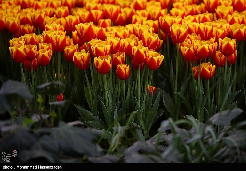 عکس/ بوستان باغ ایرانی در روزهای بهاری