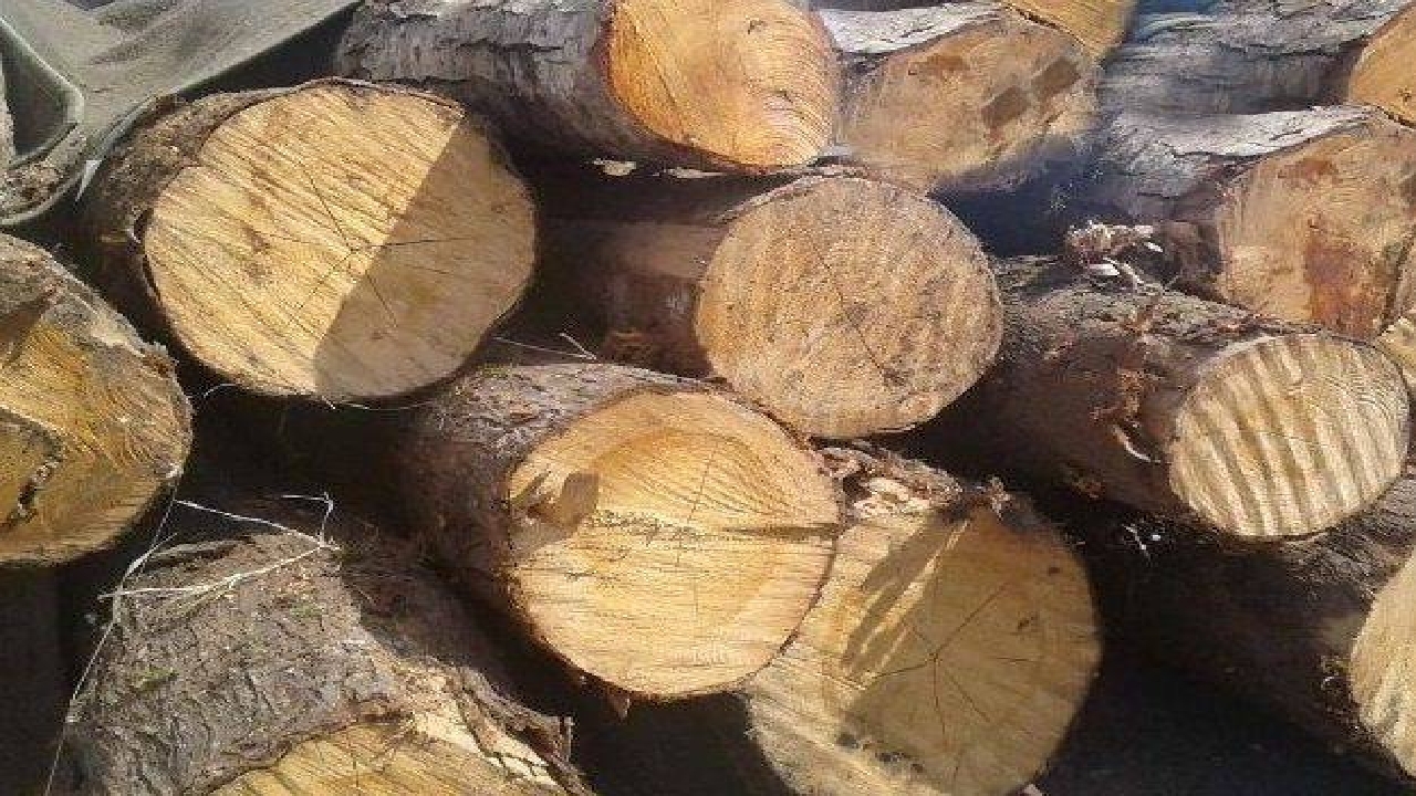 کشف حدود 1500 تن چوب‌آلات قاچاق در گیلان