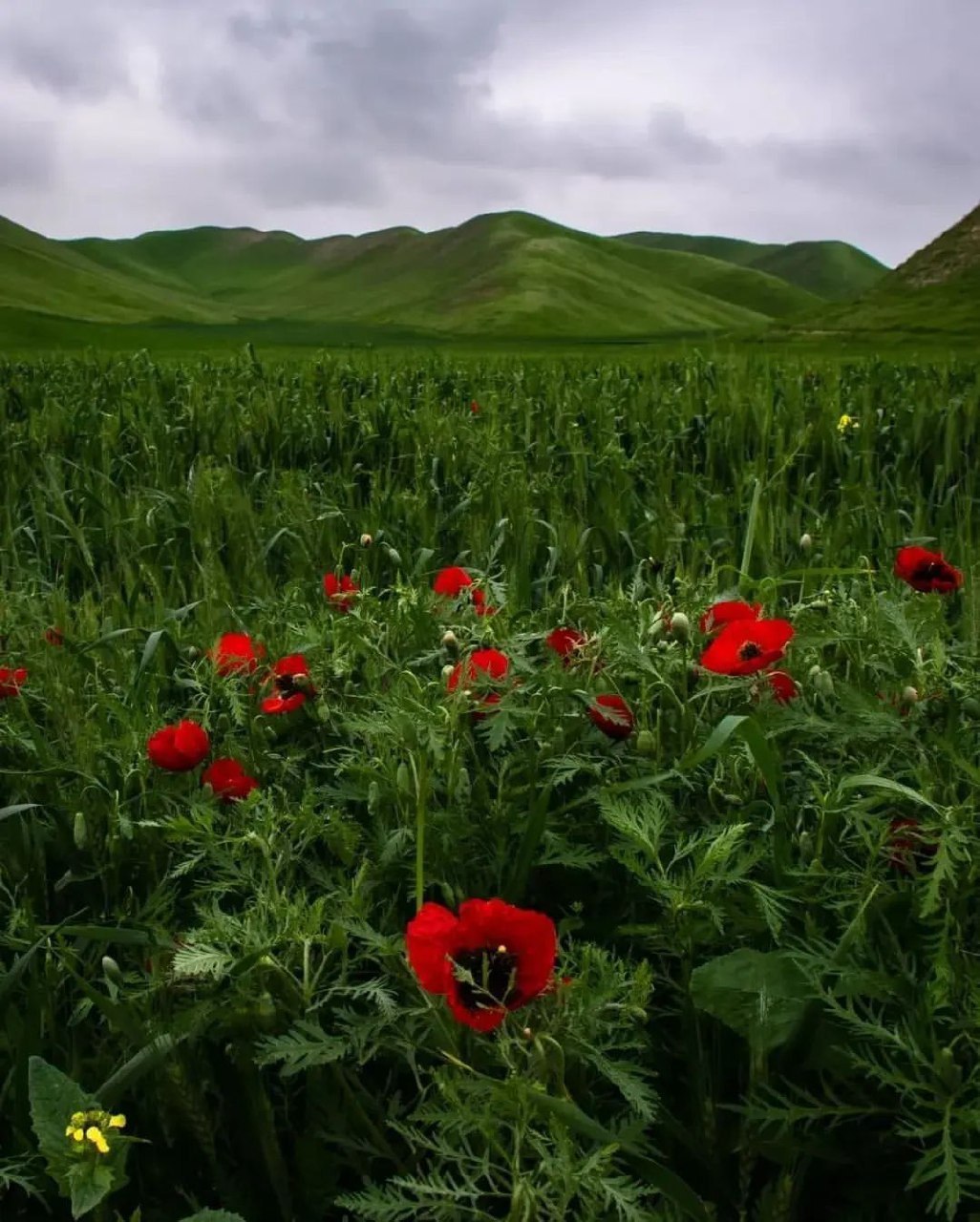 ترکمن صحرا، رویایی ترین دشت استان گلستان