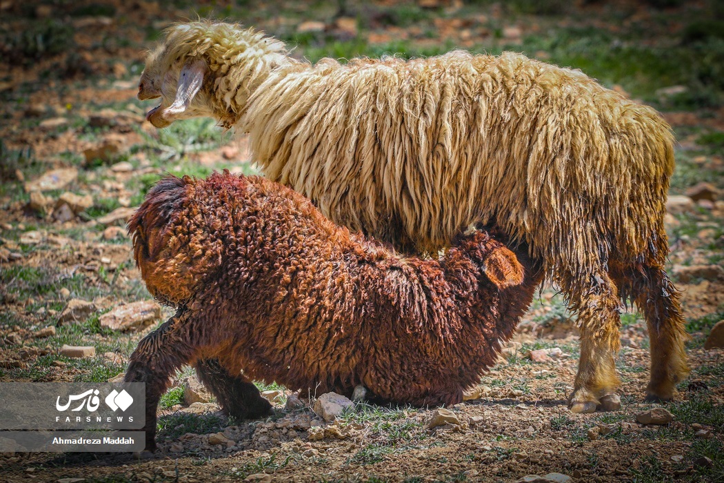 آغاز کوچ بهاره «عشایر فارس»