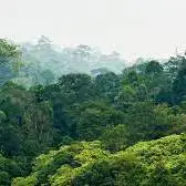 دیوان عدالت اداری: مدیریت سازمان جنگلها در اراضی جنگلی اشخاص قانونی است
