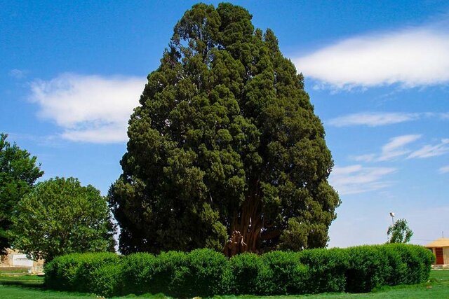 وجود پیرترین موجود زنده ایران در یزد