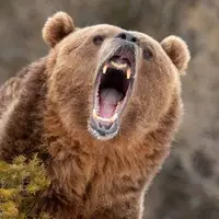 حمله خرس گریزلی در فیلم‌برداری تبلیغاتی 