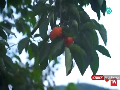 کلیپ زیبای «دل بستم» با صدای سینا شعبانخانی