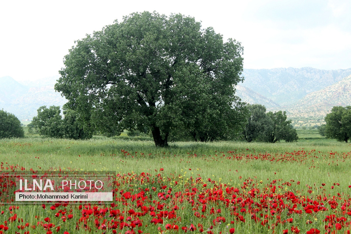 نمایی زیبا از طبیعت رنگارنگ کوهدشت