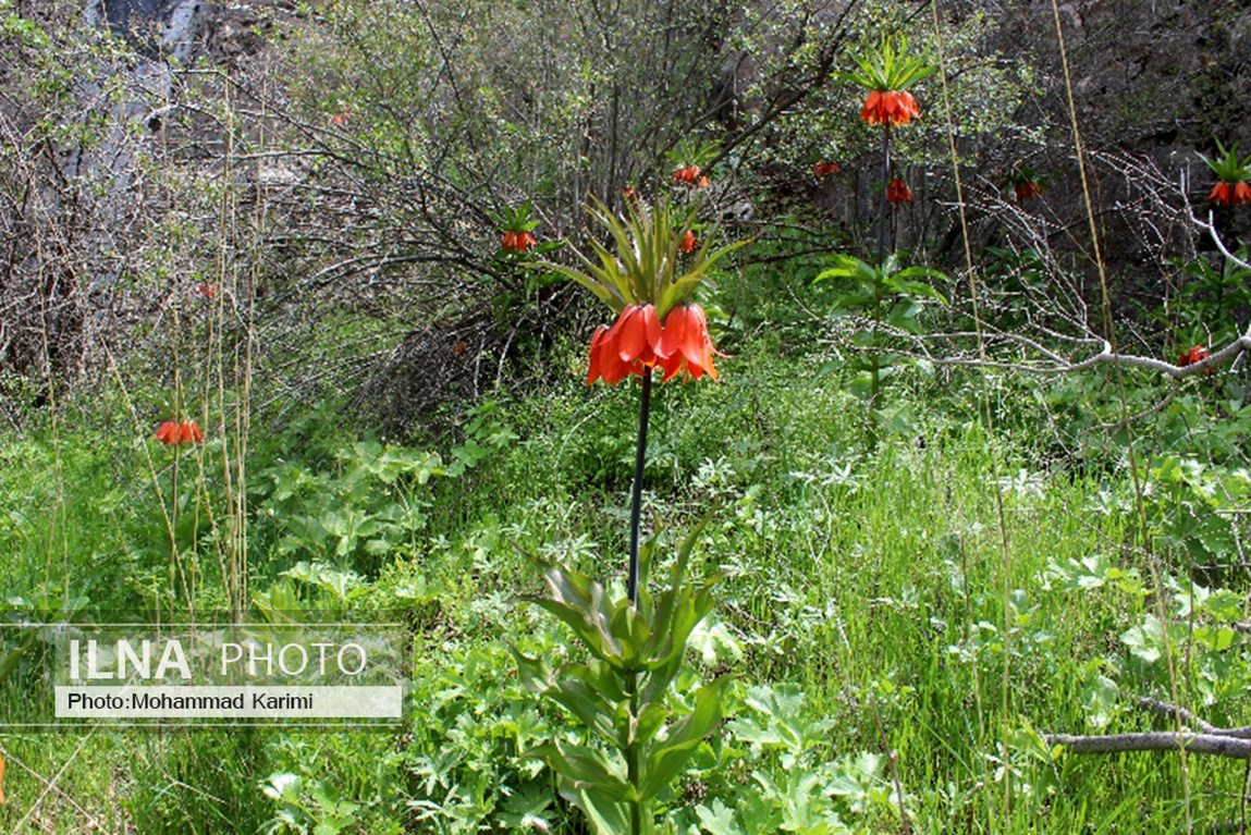 نمایی زیبا از طبیعت رنگارنگ کوهدشت