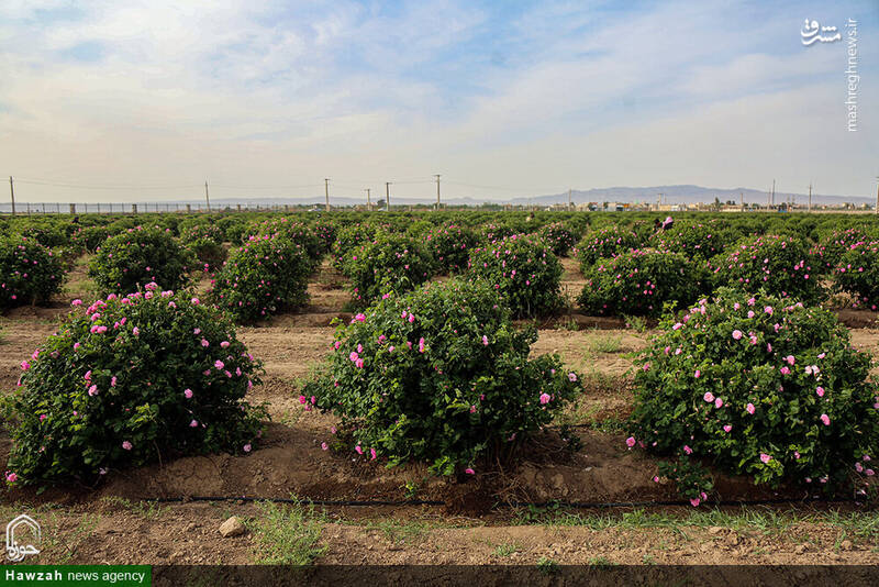 عکس/ گلاب‌گیری در باغات آستان حضرت معصومه(س)