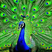 زیبایی خیره کننده طاووس ها