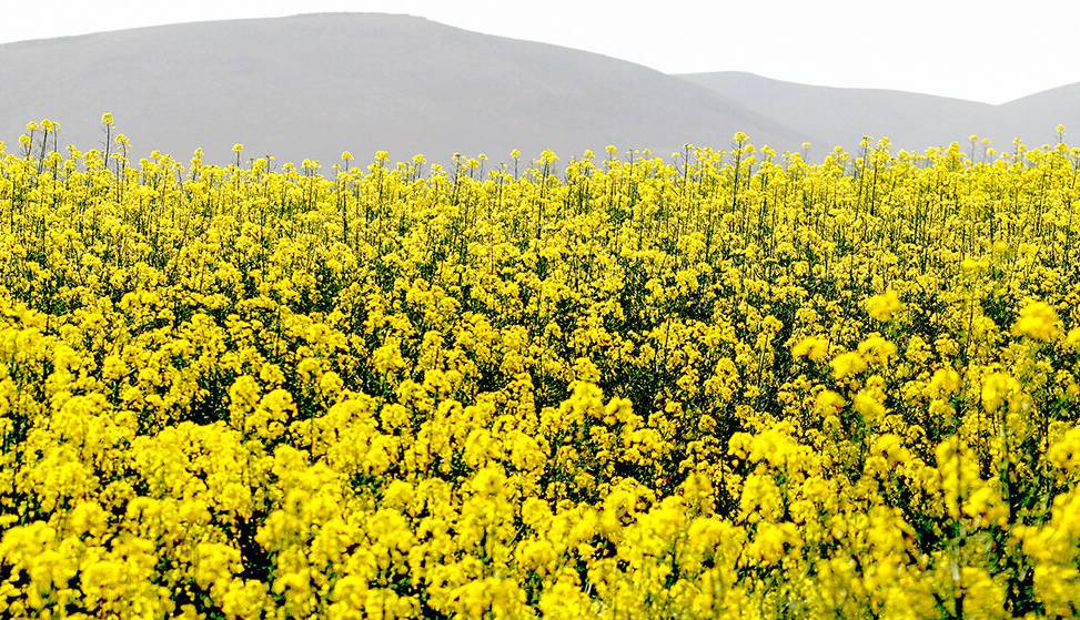 رنگ طبیعت آذربایجان غربی طلایی‌ شد