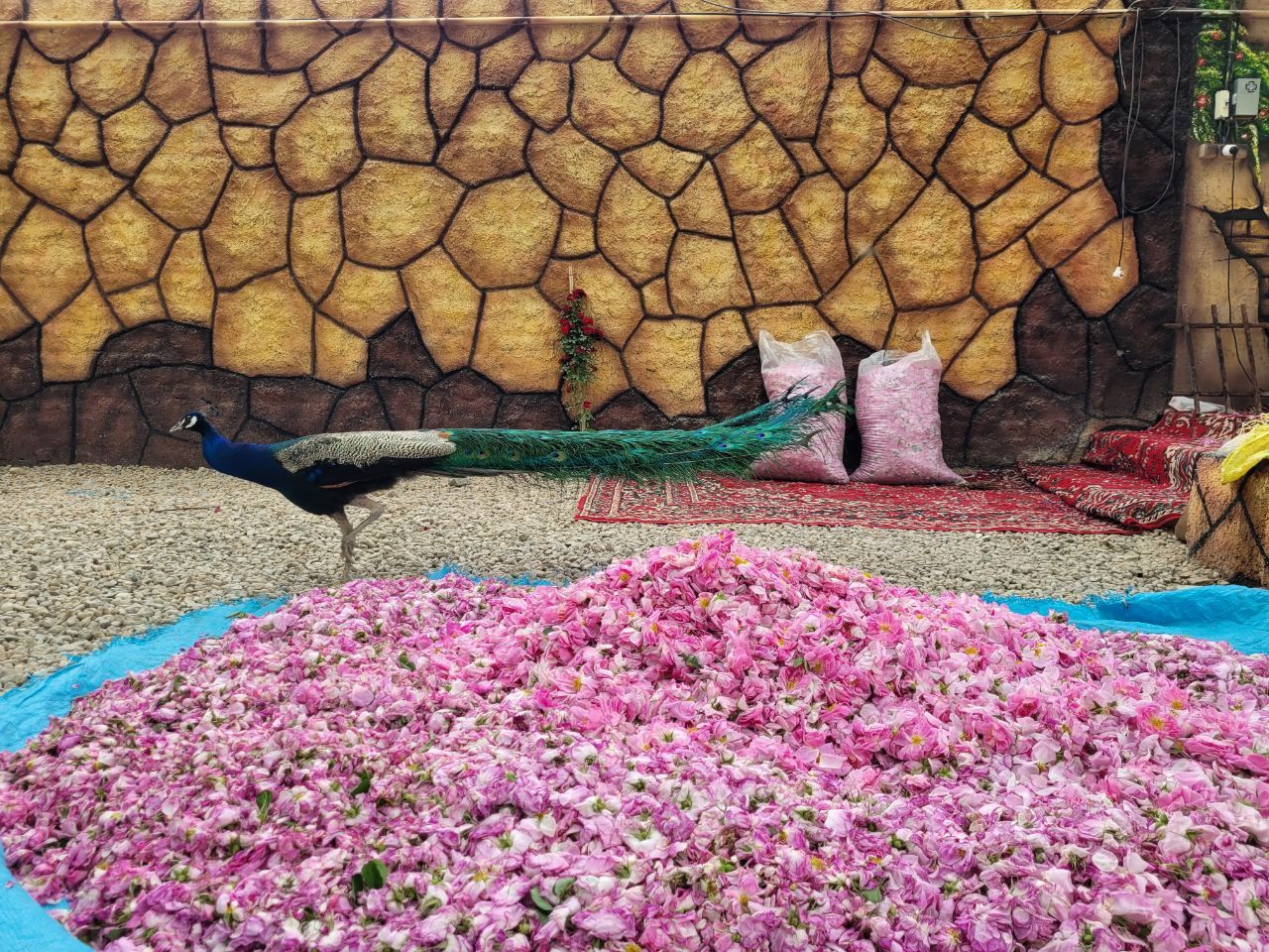 مزارع زیبای گل‌محمدی روستا فرخد