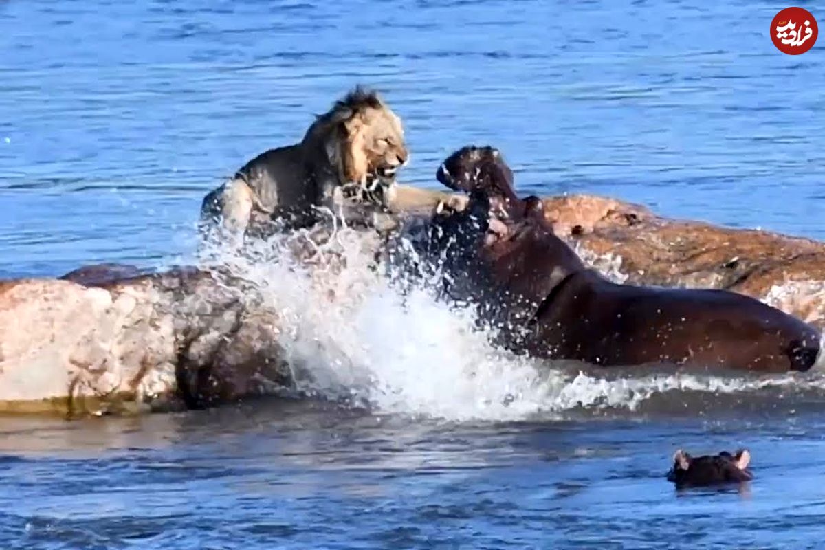 حمله هولناک اسب آبی برای شکار شیر روی صخره