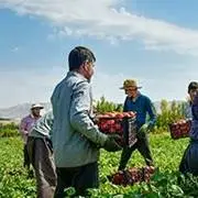 برداشت گوجه‌فرنگی و پیاز بهاره در شهرستان فنوج