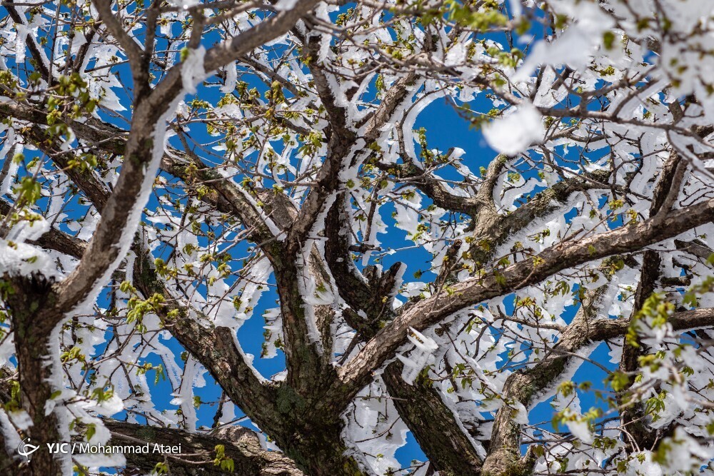 عکس/ بارش برف بهاری در ارتفاعات جنگل «اولنگ»