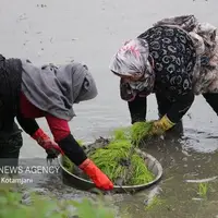 تب شالیزار در کمین کشاورزان گیلانی