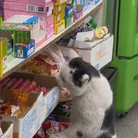 دزدی بامزه دو گربه از یک سوپرمارکت